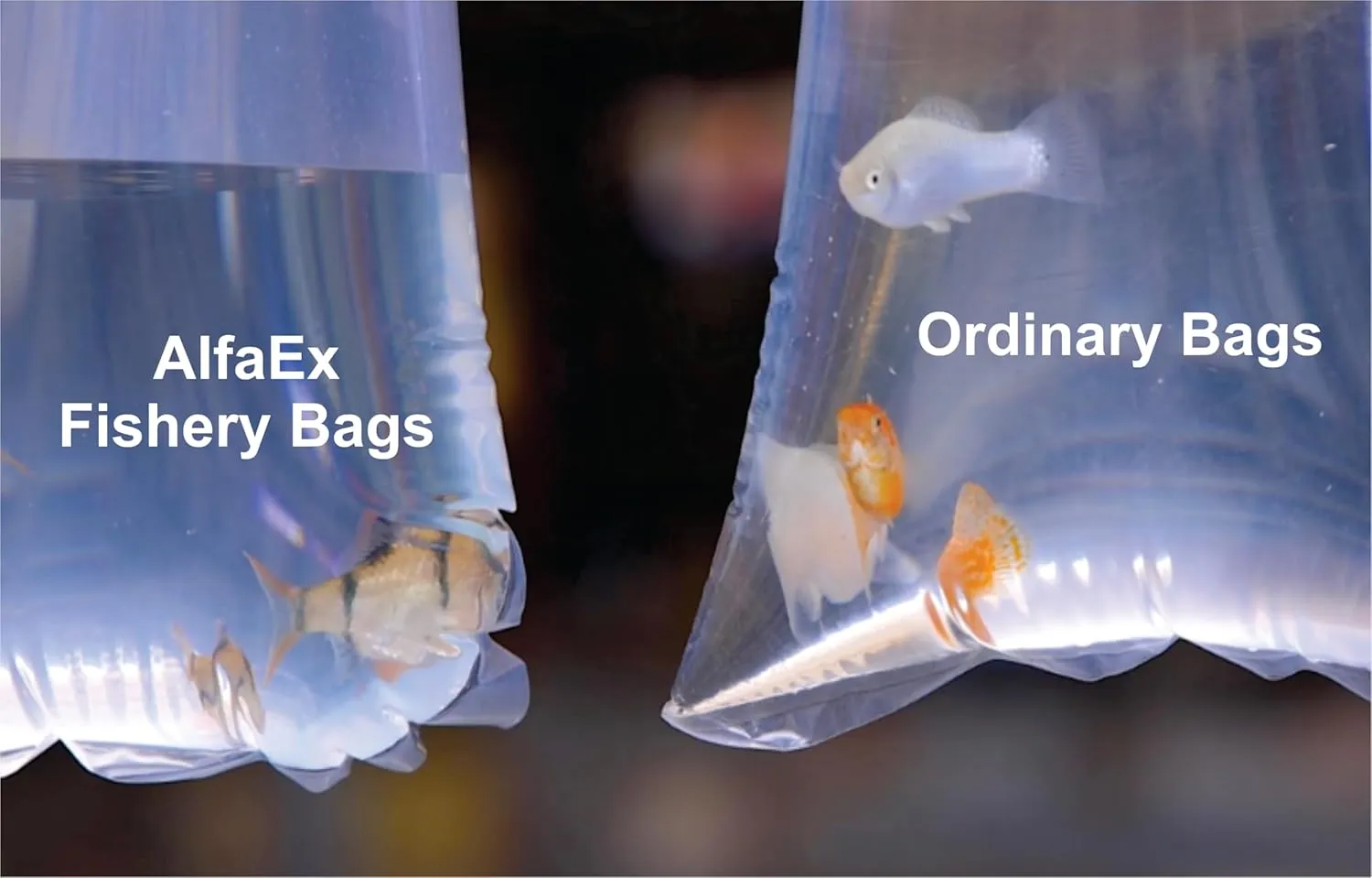 Fishery Bags 6 Inches Leak Proof Rounded Bottom Corners Clear Plastic Fish Bags for Marine and Tropical Fish Transport. (6" x 16" / 1000 Pack / 2 Mil)
